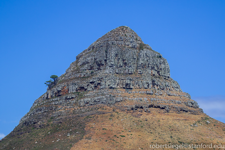 lion's head